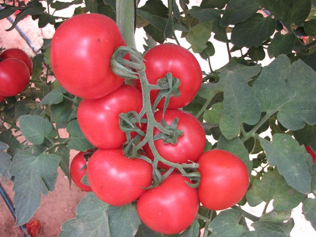 Adina WIS Round cluster tomato